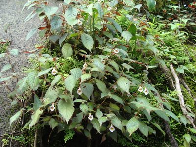 Achimenes candida, photographed by Alexis López Hernández
