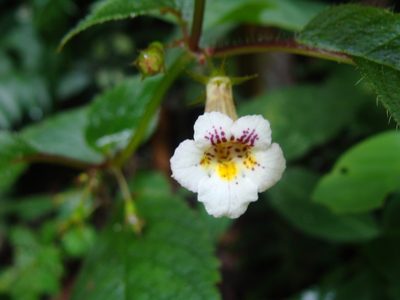 Achimenes candida, photographed by Alexis López Hernández