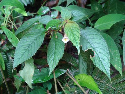 Achimenes candida, photographed by Alexis López Hernández