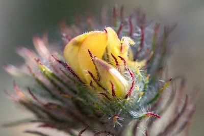 Aspalathus araneosa, photographed by magriet b