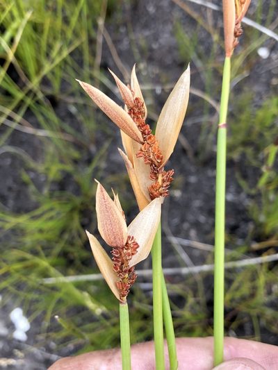 Elegia juncea, photographed by Dave U