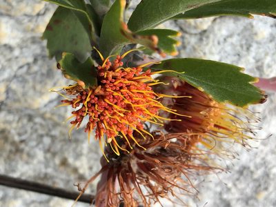 Leucospermum mundii, photographed by Dave U