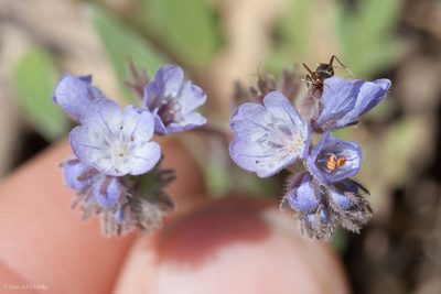 Phacelia breweri, photographed by Ken-ichi Ueda