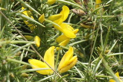 Ulex gallii, photographed by Jaro Guzinski