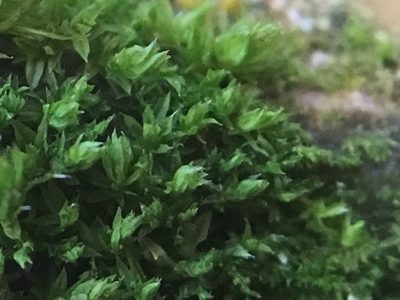 Zygodon conoideus, photographed by Paul Cook