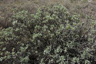 Pimelea aridula, photographed by John Barkla