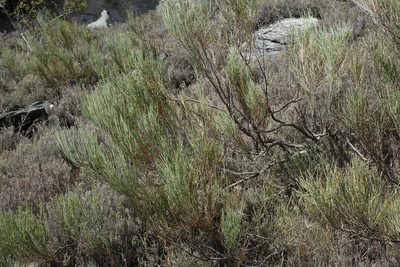 Carmichaelia compacta, photographed by John Barkla