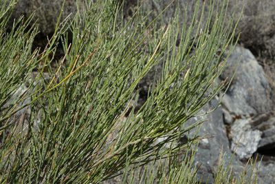 Carmichaelia compacta, photographed by John Barkla