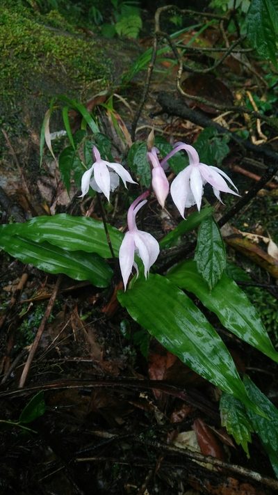 Calanthe arisanensis, photographed by Cheng-Te Hsu