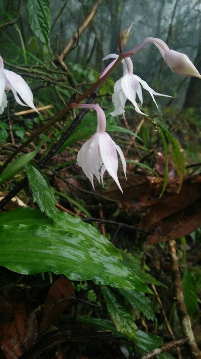 Calanthe arisanensis, photographed by Cheng-Te Hsu
