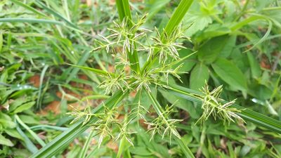 Cyperus sphacelatus, photographed by Ong Jyh Seng