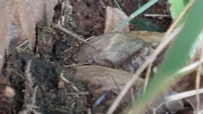 Cyrtanthus sanguineus, photographed by grabbarg
