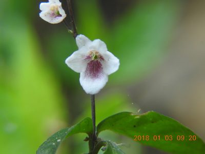 Codonacanthus pauciflorus, photographed by fagushayata