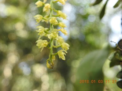 Liparis elliptica, photographed by fagushayata