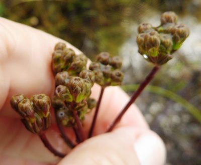 Lichtensteinia trifida, photographed by linkie