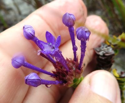Rhigiophyllum squarrosum, photographed by linkie