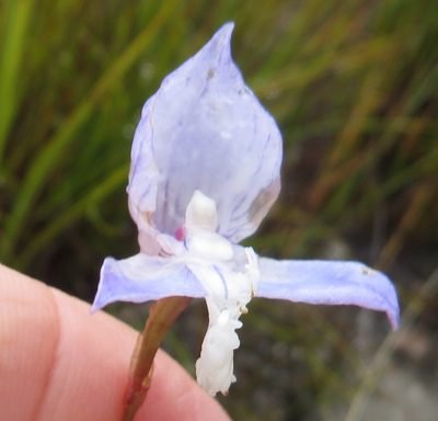 Disa venusta, photographed by linkie