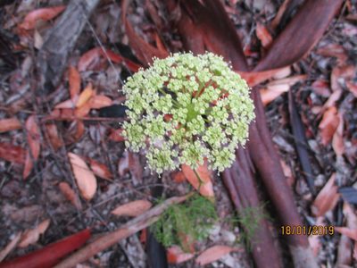 Nanobubon capillaceum, photographed by David Rosenthal
