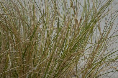 Poa triodioides, photographed by John Barkla