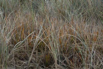 Libertia peregrinans, photographed by John Barkla