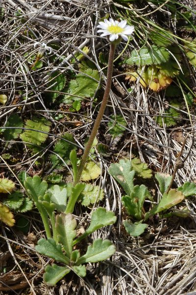 Brachyscome radicata, photographed by John Barkla