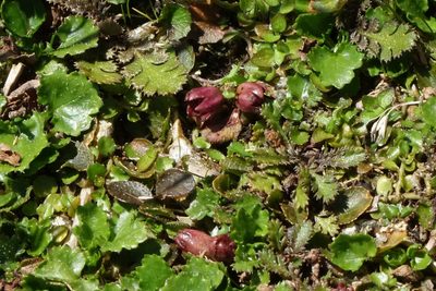 Mazus arenarius, photographed by John Barkla