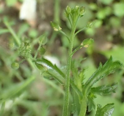 Lepidium desvauxii, photographed by John Steel