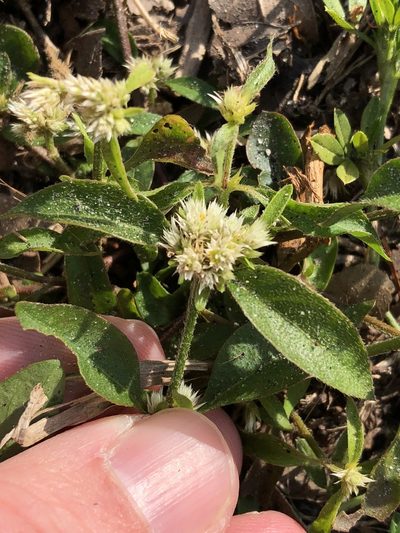 Alternanthera paronychioides, photographed by Sam Kieschnick