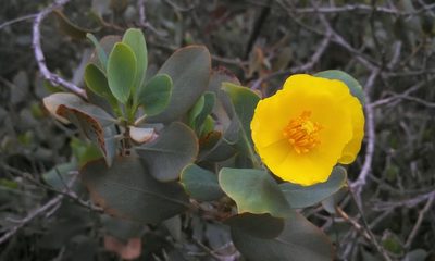 Dendromecon harfordii, photographed by Prahlada Papper