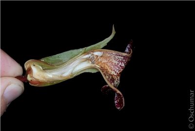 Trichodrymonia macrophylla, photographed by Oscar Marín