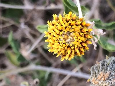 Encelia frutescens, photographed by A.J. Tarnas