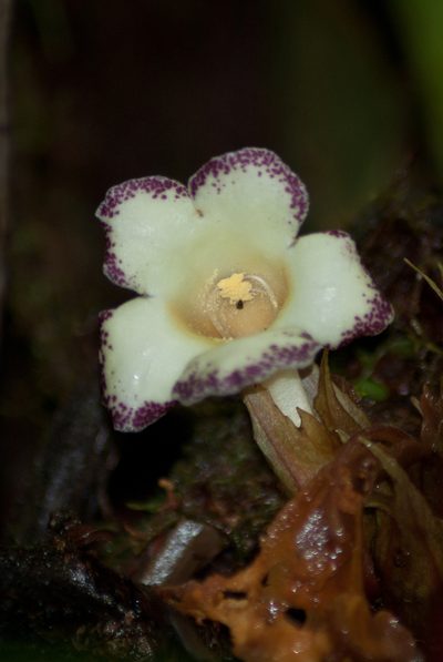 Trichodrymonia macrophylla, photographed by Oscar Marín
