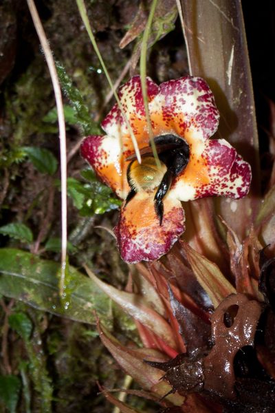 Trichodrymonia macrophylla, photographed by Oscar Marín