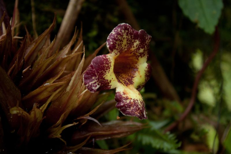Trichodrymonia macrophylla, photographed by Oscar Marín