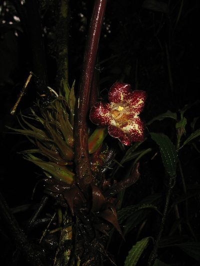 Trichodrymonia macrophylla, photographed by Oscar Marín