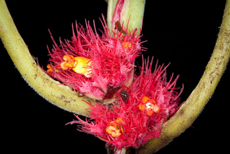 Trichodrymonia metamorphophylla, photographed by Oscar Marín