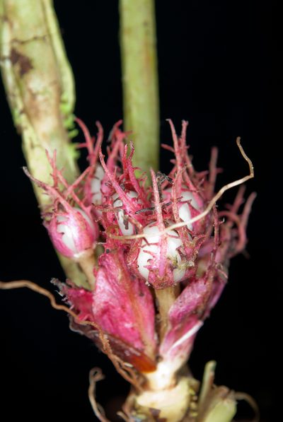 Trichodrymonia metamorphophylla, photographed by Oscar Marín
