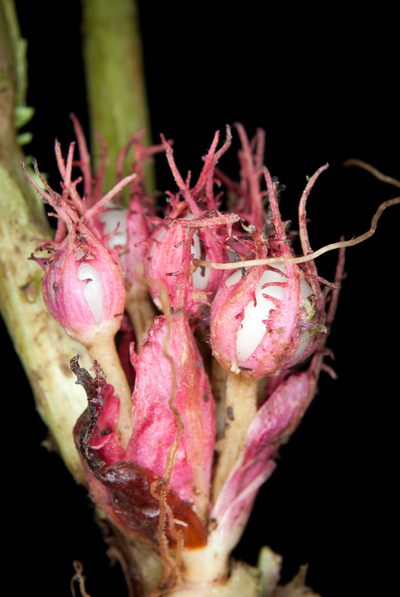 Trichodrymonia metamorphophylla, photographed by Oscar Marín