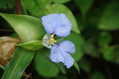 Commelina eckloniana, photographed by Peter Warren