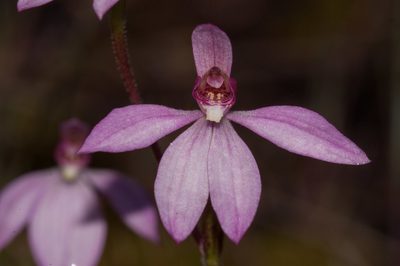 Caladenia ornata, photographed by Rolf Lawrenz