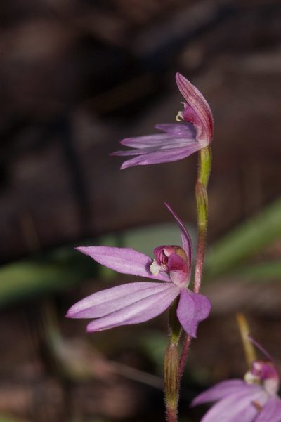 Caladenia ornata, photographed by Rolf Lawrenz