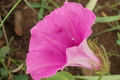 Ipomoea pellita, photographed by Peter Warren