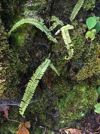 Asplenium normale, photographed by Matt Berger