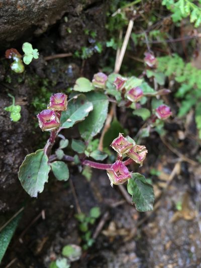 Sarcopyramis napalensis, photographed by Matt Berger