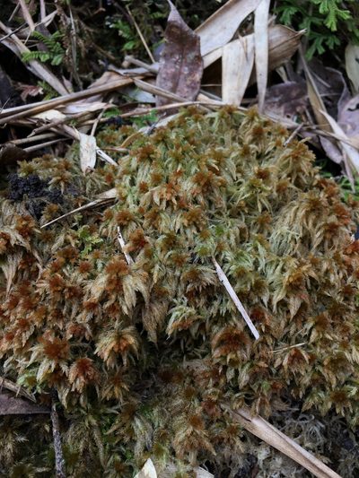 Sphagnum junghuhnianum, photographed by Matt Berger