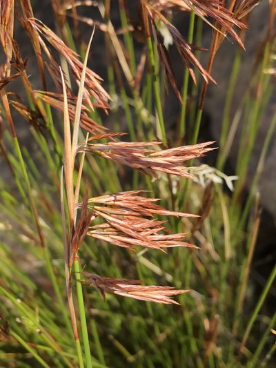 Thamnochortus guthrieae, photographed by Dave U