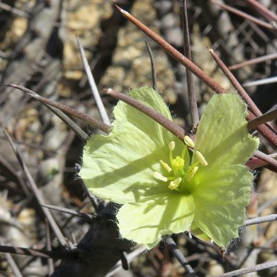 Sarcocaulon ciliatum, photographed by Kevin Murray
