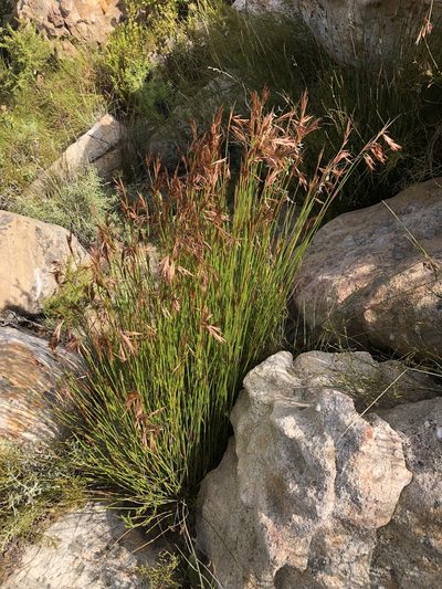Thamnochortus guthrieae, photographed by Dave U