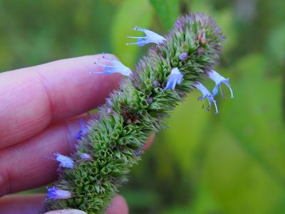 Agastache scrophulariifolia, photographed by Lena Struwe