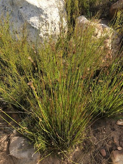 Thamnochortus guthrieae, photographed by Dave U